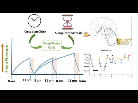 Introduction Of Sleep Wake Cycle L Sleep Homeostasis L Circadian