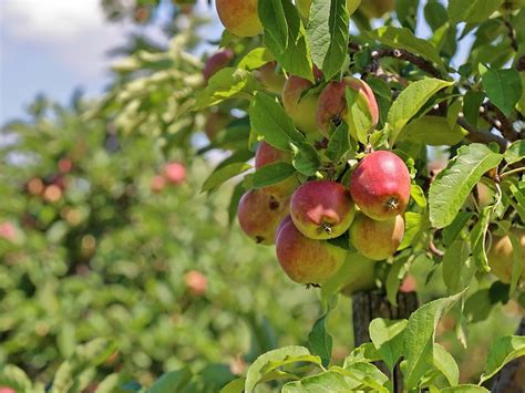 6 Orchards Near LA That Are Great For Apple Picking - Los Angeles - The Infatuation