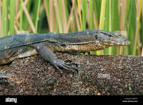 Asian Water Monitor Varanus Salvator Also Common Water Monitor Large