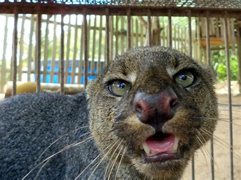 Gato Mourisco Cinza Marrom Qual A Cor Mais Comum Mundo Ecologia