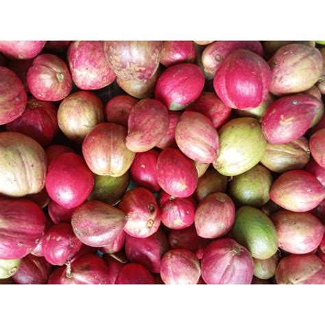 Jual Buah Mahkota Dewa Segar Fresh Ukuran Sedang Besar Shopee Indonesia