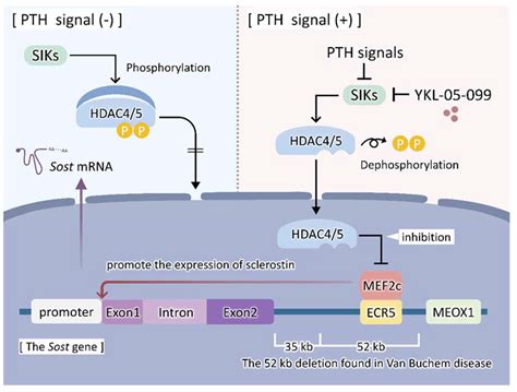 Ijms Free Full Text Positive And Negative Regulators Of Sclerostin