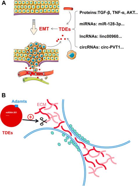 Frontiers Tumor Derived Exosomes Modulate Primary Site Tumor Metastasis