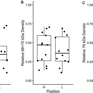 A Total Relative HSP70 Expression Of All Bands In High H And Low L