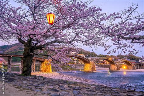 Cherry blossom at Kintaikyo bridge Iwakuni city, Japan Stock Photo | Adobe Stock