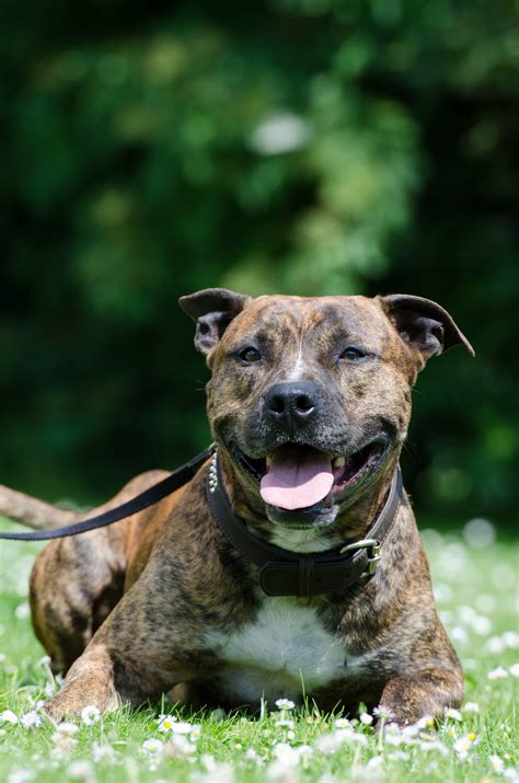 fotos gratis prado perro vertebrado raza canina pit bull