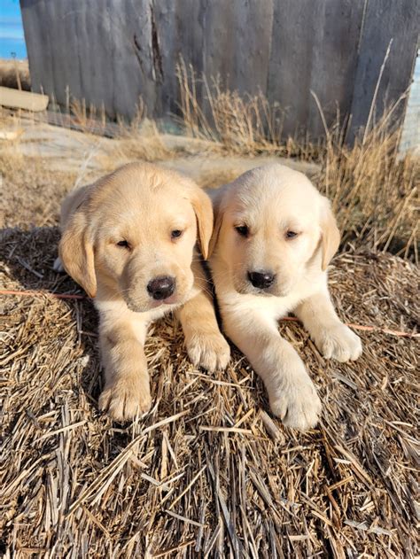 PUREBRED YELLOW LAB PUPPIES | Dogs & Puppies for Rehoming | Lethbridge ...