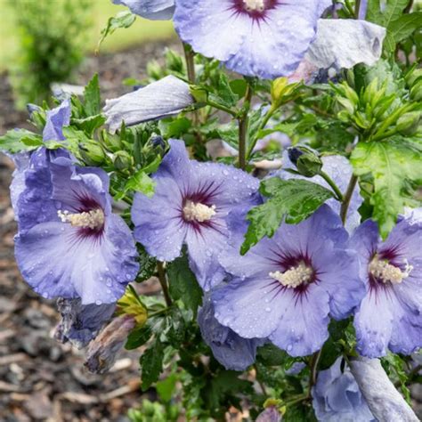 Hibiscus Althéa Jardinerie Ferriere Fleurs