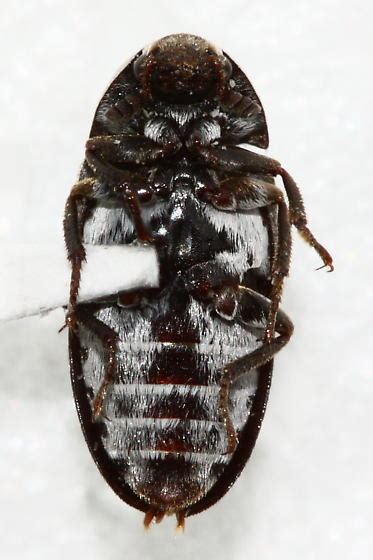 Carpet Beetle Dermestes Maculatus Bugguidenet