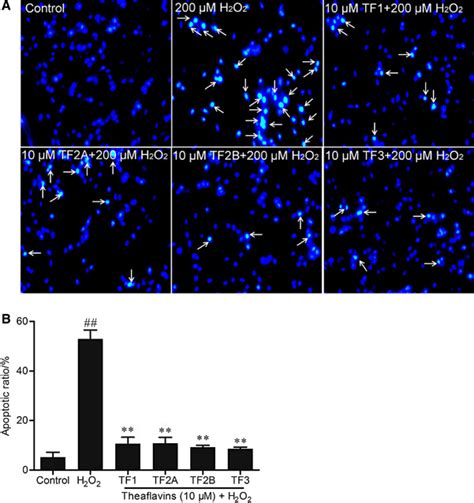 Theaflavins Protected Pc12 Cells Against H2o2 Induced Apoptosis Pc12