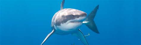 Great White Shark Animal Facts And Information