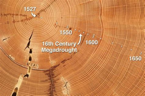 How To Read Tree Rings