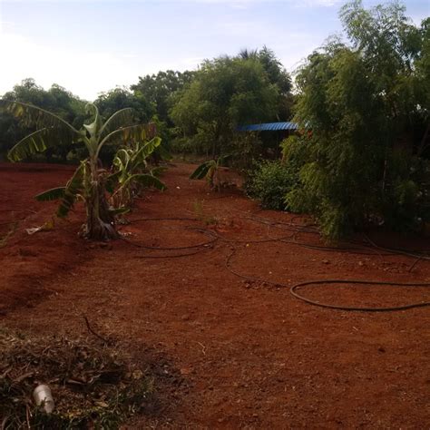 Agricultural Land Acre For Sale In Sakkottai Sivaganga Rei