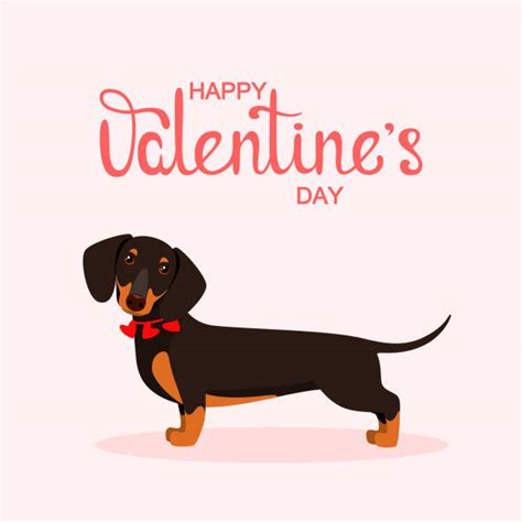 320+ Dachshund Valentine Puppy Stock Photos, Pictures & Royalty-Free ...