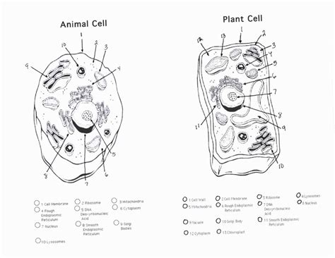 printable animal cell diagram    resource  biology students
