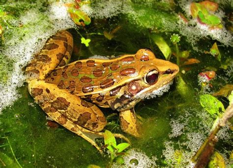 Southern Leopard Frog Eggs