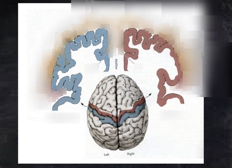 homunculus 2.0 Diagram | Quizlet