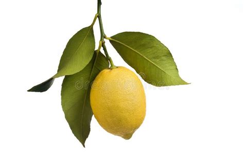 Lemon with leaves isolated. On white , #spon, #leaves, #Lemon, #white ...