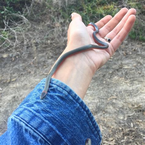 Beautiful ringneck snake I found crossing a path I've been on many