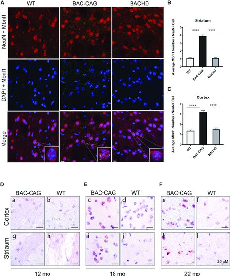 Bac Cag Mice Exhibit Brain Wide Brain Cells Nuclear Accumulation Of