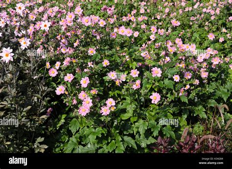 Japanese Anemone Anemone Hupehensis Var Japonica Stock Photo Alamy