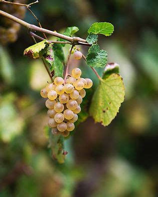 Alvarinho Vinhoverde Cz