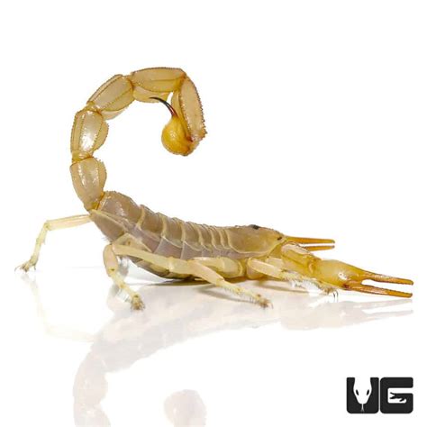 Egyptian Yellow Fat Tail Scorpion Androctonus Amoreuxi For Sale