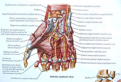 Thumb Anatomy