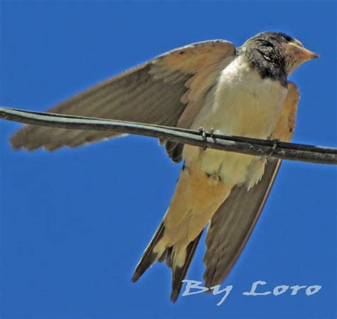 Fotos De Aves By Loro Golondrina Común Hirundo Rustica