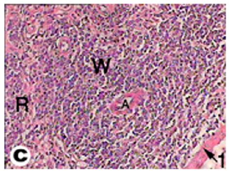 Light Micrograph Of Spleen Tissue From Tortoise Capsule A Central