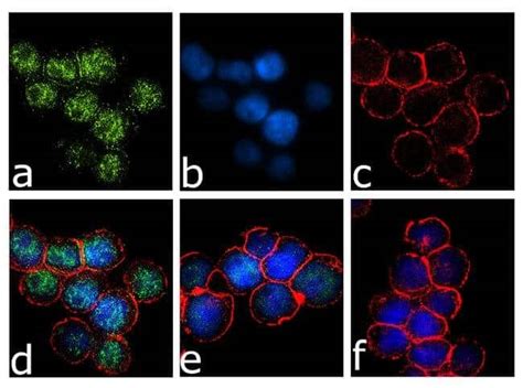 IRF8 Recombinant Polyclonal Antibody 24HCLC Invitrogen 100 μg