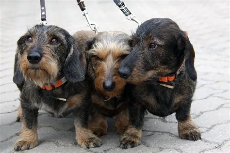 Different Colors, Coat Types, And Patterned Dachshunds And How They Are ...