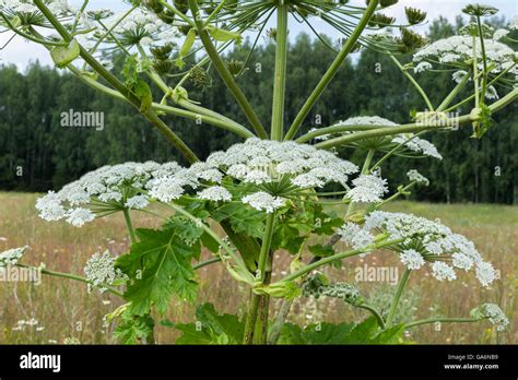 Cow Parsnip Blooms Stock Photo Alamy