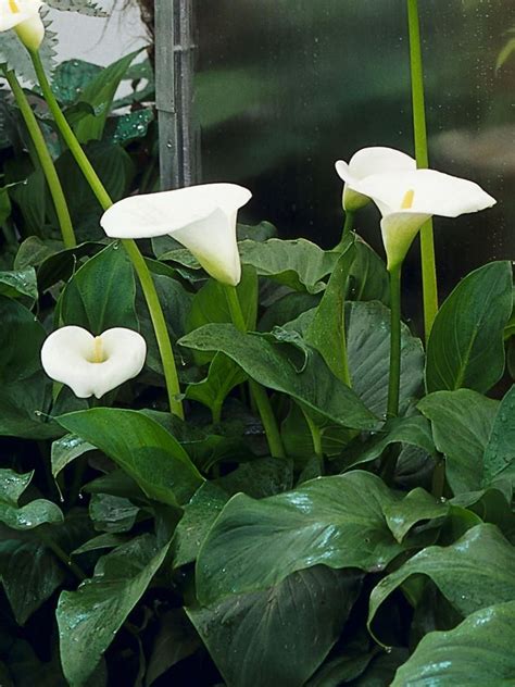 Graceful Calla Lilies: Stunning Water and Bog Plants