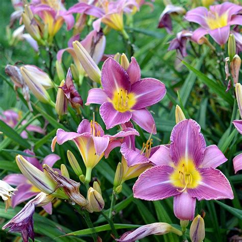 Purple Doro Daylily Hemerocallis American Meadows