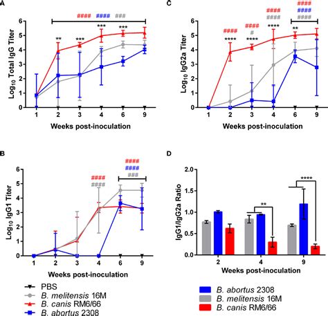 Frontiers Primary And Memory Immune Responses Against Rough Brucella