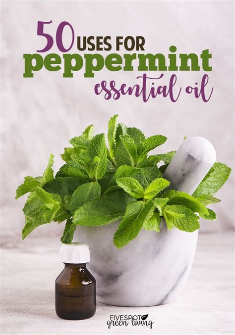 10 Benefits Of Peppermint Oil Five Spot Green Living