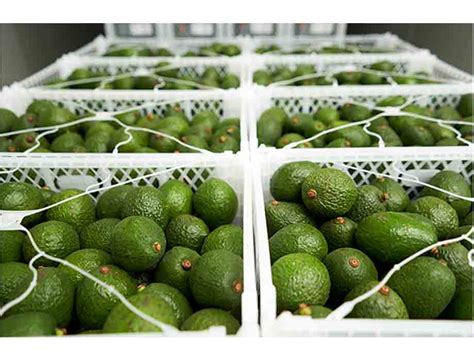 Exportaciones De Aguacate Mexicano Crecieron 18 5 De Enero A Julio