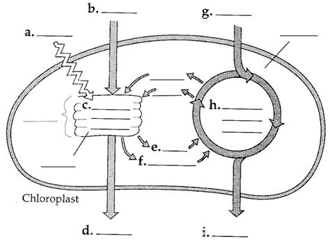 Photosynthesis Diagram Quizlet