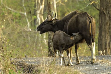 Mudumalai National Park | Indian Gaur