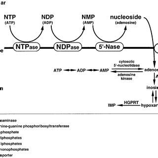 Purine metabolism-related enzymes associated with microglial cells ...