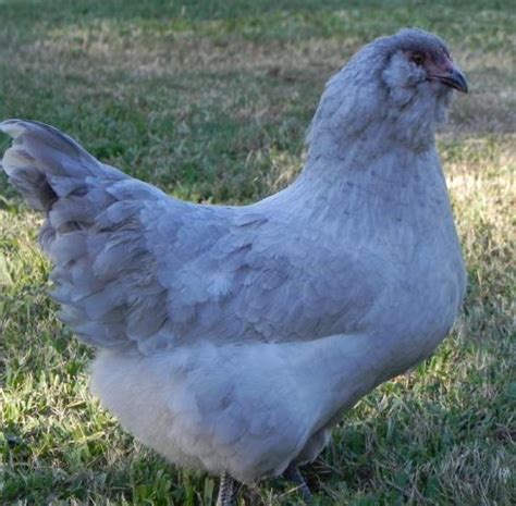 10+ Lavender Ameraucana & Split Lavender Ameraucana Hatching Eggs ...