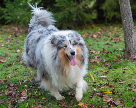 Cuánto tiempo tarda un Collie de Pelo Largo en aprender hacer sus