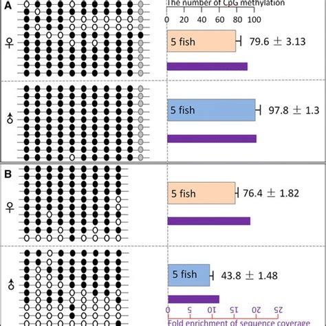 Resulting Differences In Tilapia Cyp19a And Fgf16 Promoter Methylation