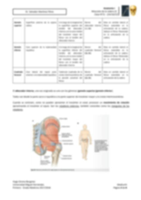 SOLUTION Comisi N 20 M Sculos De La Cadera L Studypool