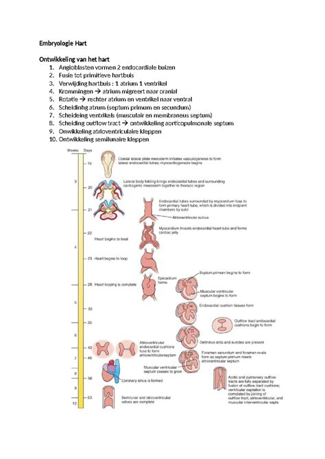 Hoorcollege 1 5 Embryologie Hart Ontwikkeling Van Het Hart 1