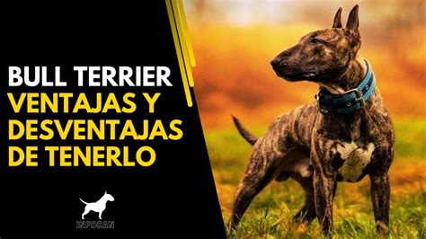 Bull Terrier Un Perro Valiente Pero Est S Listo Para Su Fuerza