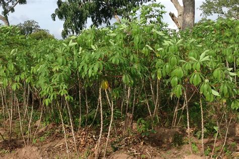 Biomassa Batang Singkong Dan Karet Dikembangkan Di Lampung