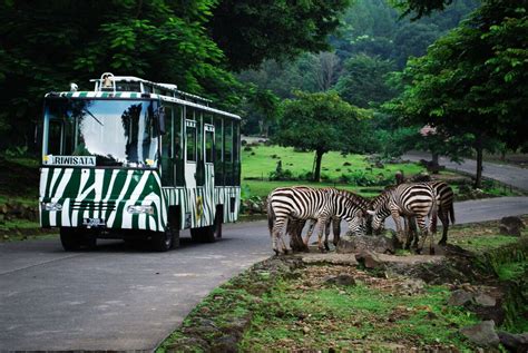 The Grand Taman Safari Prigen Jawa Timur Tempat Bertemu Satwa Liar