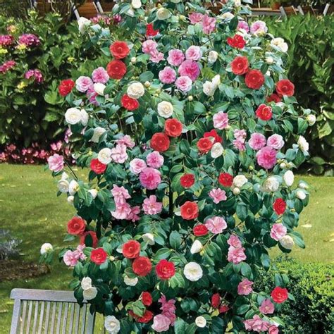 Amazing Camellia ideas for your garden - Care Information and Tips | My ...